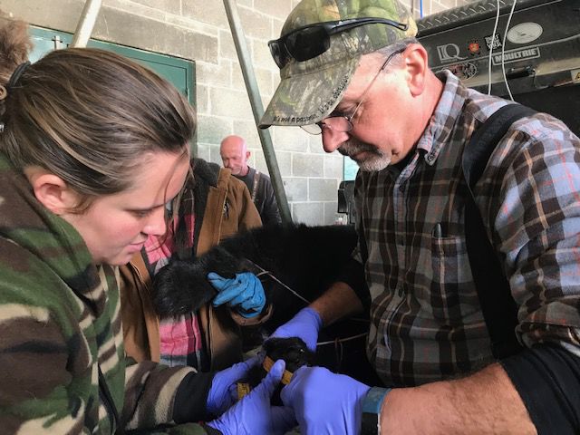 Maryland Bear Hunt 2018 Jenna Smith, Jim Mullan